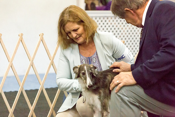 Silken Windhound Sat S1 Jan Decker-AddisonUKC_JJL1808-HR3