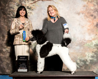Poodle Multi Sat S1 BF Kay Andrews Judge Diana Allen