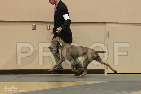 Weim-0476LR