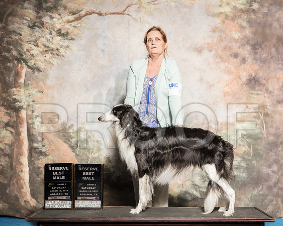 Silken Windhound Sat S2 Best Male Lou Ann Stilson-AddisonUKC_SR_7811-HR3
