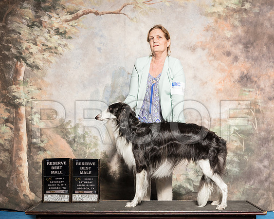 Silken Windhound Sat S2 Best Male Lou Ann Stilson-AddisonUKC_SR_7812-HR3