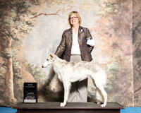 Silken Windhound Sat S2 New Ch Vicki Frey
