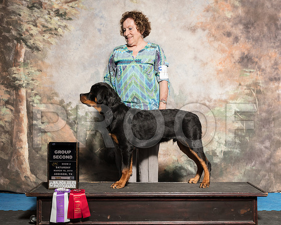 Rottweiler Sat S2 G2 Karen Staniszewski-AddisonUKC_SR_7834e1-HR3