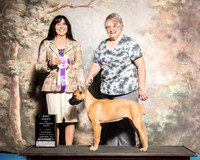 Cane Corso Sat S2 Best Puppy in Show Sarah Yudovitz Judge Diana Allen