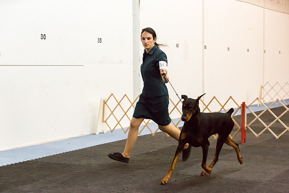 Doberman Pinscher Sat S2 Ring Candids Destani Mize-AddisonUKC_ST_9402-HR3