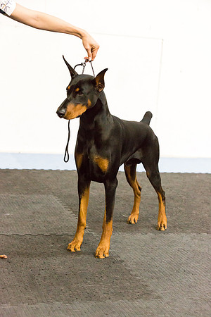 Doberman Pinscher Sat S2 Ring Candids Destani Mize-AddisonUKC_ST_9410-HR3