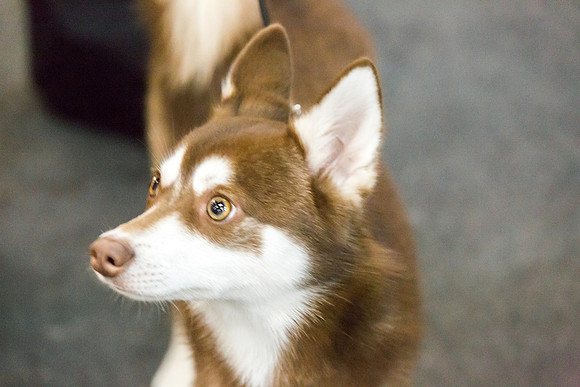 Alaskan Klee Kai Sat S2 Ring Candids Shiela Sweet-AddisonUKC_JJL1865-HR3