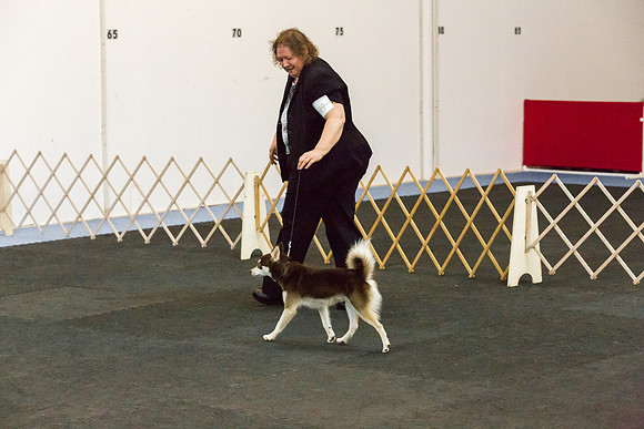 Alaskan Klee Kai Sat S2 Ring Candids Shiela Sweet-AddisonUKC_JJL1875-HR3