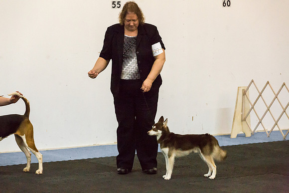 Alaskan Klee Kai Sat S2 Ring Candids Shiela Sweet-AddisonUKC_JJL1881-HR3
