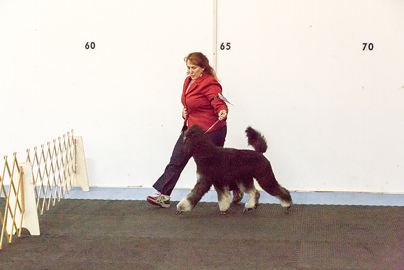 Poodles Sat S2 Ring Candids Mona Stilson-AddisonUKC_JJL1952-HR3