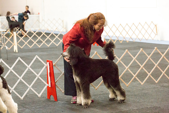 Poodles Sat S2 Ring Candids Mona Stilson-AddisonUKC_JJL1958-HR3