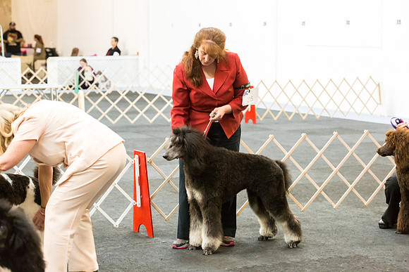 Poodles Sat S2 Ring Candids Mona Stilson-AddisonUKC_JJL1963-HR3