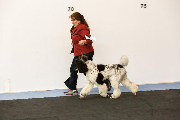 Poodles Sat S2 Ring Candids Mona Stilson-AddisonUKC_JJL2005-HR3