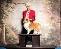 Shetland Sheepdog Sun S1 New Ch The Rover Patti