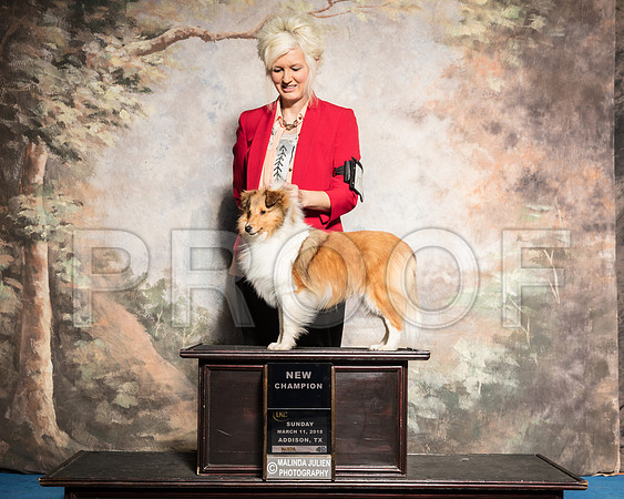 Shetland Sheepdog Sun S1 New Ch The Rover Patti-AddisonUKC_SR_7854-HR3