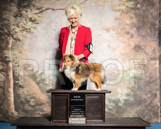 Shetland Sheepdog Sun S1 Patti-AddisonUKC_SR_7852-HR3