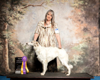 Silken Windhound Sun S1 New Grand Lynn
