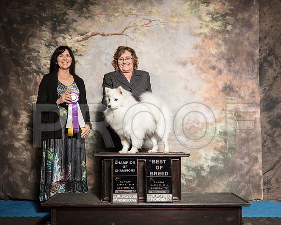 American Eskimo Sun Debbie Mitchell-AddisonUKC_SR_7864-HR3