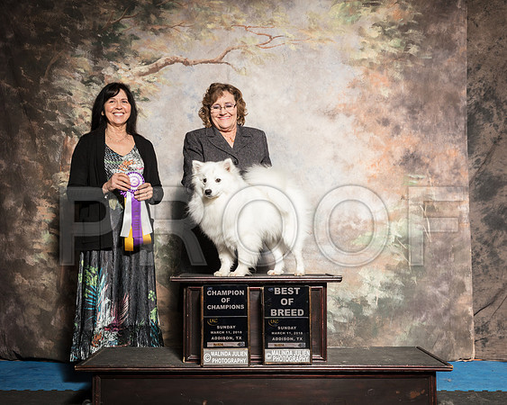 American Eskimo Sun Debbie Mitchell-AddisonUKC_SR_7863-HR3