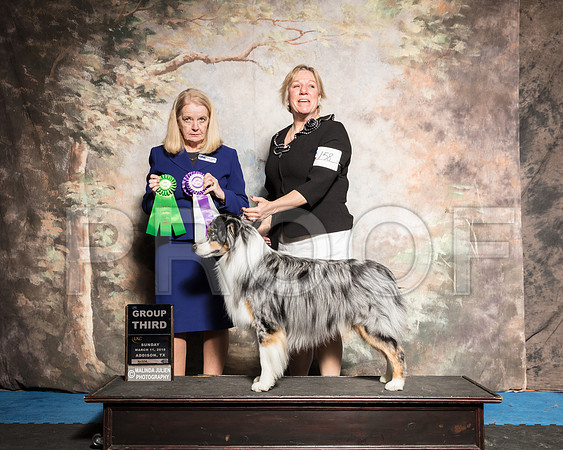 Australian Shepherd Sun G3 Sherri Bacon Judge Barbie Trammell-AddisonUKC_SR_7875-HR3