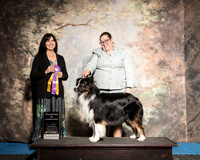 Australian Shepherd Carol Harvey
