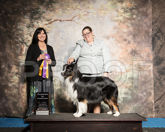 Australian Shepherd Carol Harvey-AddisonUKC_SR_7866-HR3