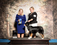 Australian Shepherd Sun NCh BOW Pam Riney Judge Barbie Trammell