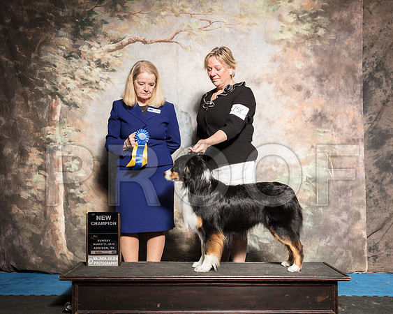 Australian Shepherd Sun NCh BOW Pam Riney Judge Barbie Trammell-AddisonUKC_SR_7879-HR3