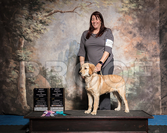 Golden Retriever Sun Best Puppy in Show Julie Whitehead-AddisonUKC_SR_7885-HR3
