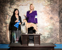 Italian Greyhound Sun G1 Taylor Barnes Judge Diana Allen