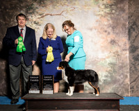 Miniature American Shepherd Sun G4 G3 Maggie Pryor