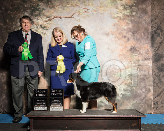 Miniature American Shepherd Sun G4 G3 Maggie Pryor-AddisonUKC_SR_7873-HR3