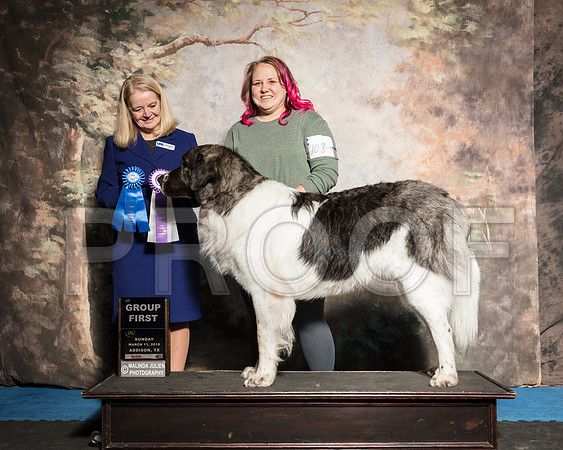 Pyr Mastiff Sun Amanda G1 Pratt judge Barbie Trammell-AddisonUKC_SR_7892-HR3