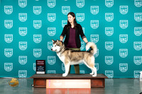 Alaskan Malamute #104 Sat G2 Judge Valerie Piltz