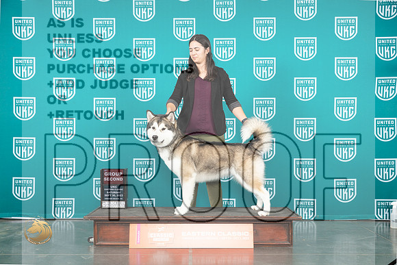 Alaskan Malamute #104 Sat G2 Judge Valerie Piltz_JP_5412_UKCVA2023_HR3