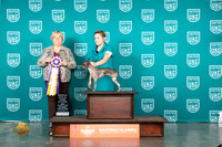 American Hairless Terrier #163 Sat ARBIS Judge Mary Ellen Meyer