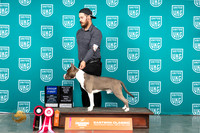 American Pit Bull Terrier #154 Sun G2NTWP