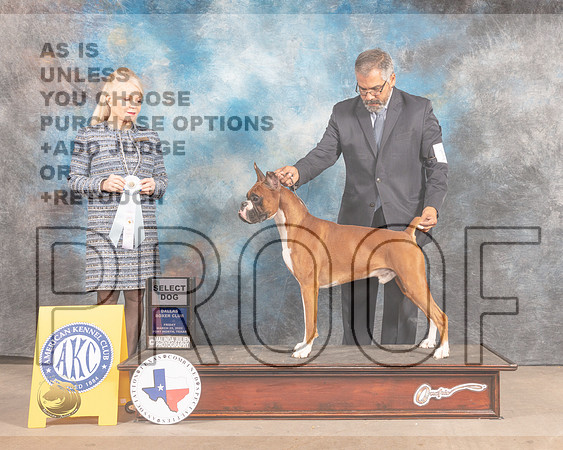 Boxer #11 Fri SD Judge Vicky Seller Cushman-MMJ_7137-FW2022-HR3