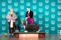 Bearded Collie #160 Sat RBIS Judge Mary Ellen Meyer