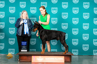 Doberman Pinscher #112 Fri SSun AG1 Judge Malinda Julien