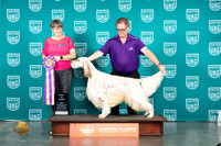 English Setter #108 Sat BIS Judge Sheree Sanchez