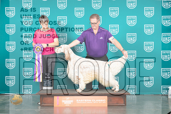 English Setter #108 Sat BIS Judge Sheree Sanchez_JP_5516_UKCVA2023_HR3