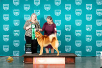 Finnish Spitz #133 Sat G3 Judge Malinda Julien