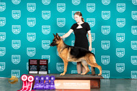 German Shepherd Dog #277 Sat Sun BOB GCh