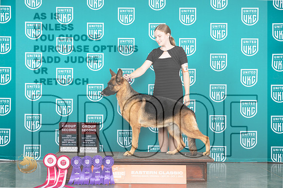 German Shepherd Dog #277 Sat Sun BOB GCh_JP_5642_UKCVA2023_HR3