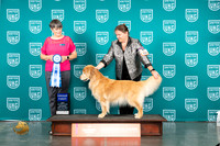 Golden Retriever #124 Sat AG1 Judge Sheree Sanchez