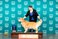 Golden Retriever #124 Sun AG1 Judge Mary Ellen Meyer