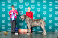 Irish Wolfhound #286 Sat G1 Judge Sheree Sanchez