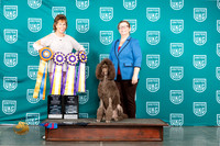 Poodle Std #249 Sun HIT R Judge Silke
