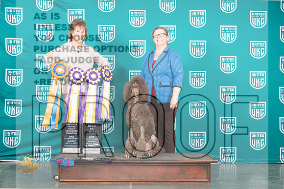 Poodle Std #249 Sun HIT R Judge Silke _JP_5940_UKCVA2023_HR3